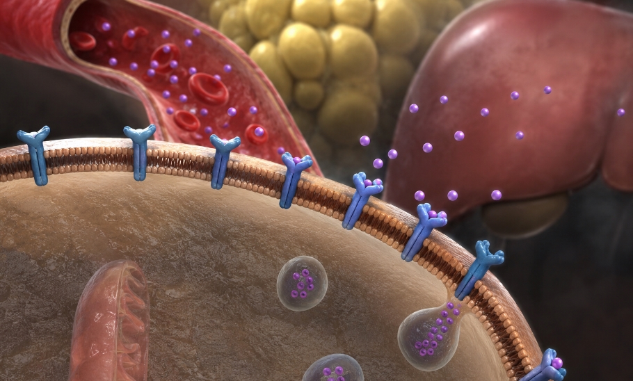 insulin direnci İnsülin direnci nasıl oluşur?