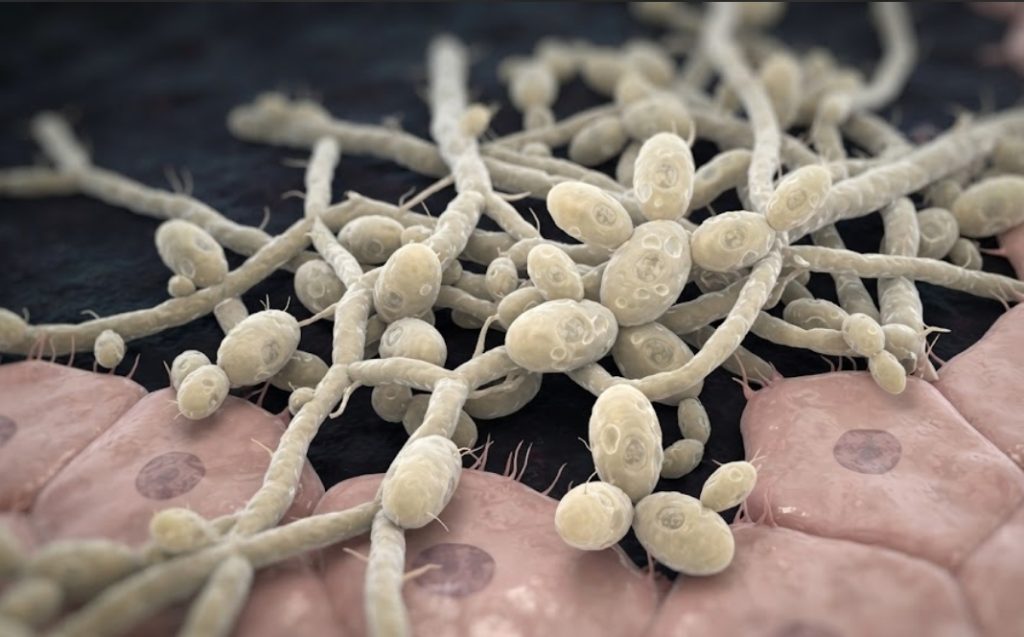 Candida nelere yol açar? 2 Candida Mantarı